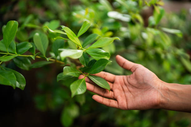 Professional Tree Care Services in Dimmitt, TX